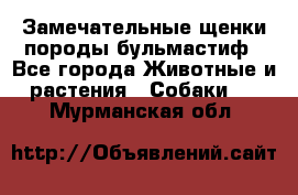 Замечательные щенки породы бульмастиф - Все города Животные и растения » Собаки   . Мурманская обл.